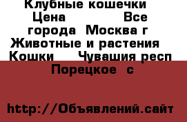 Клубные кошечки › Цена ­ 10 000 - Все города, Москва г. Животные и растения » Кошки   . Чувашия респ.,Порецкое. с.